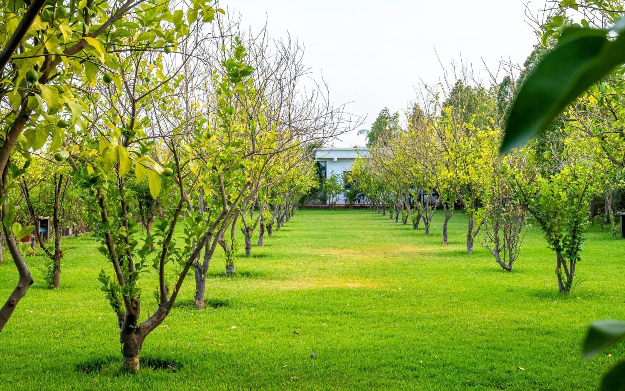 The Lemonary Marrakech Hotel Ouled Moumen Exterior foto